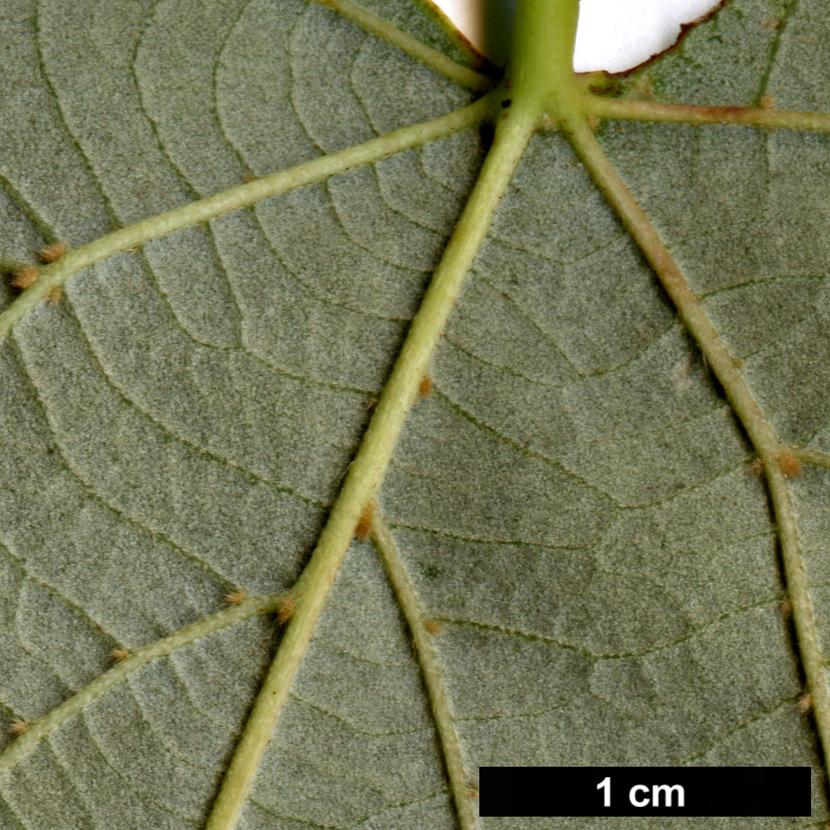 High resolution image: Family: Malvaceae - Genus: Tilia - Taxon: caroliniana - SpeciesSub: subsp. heterophylla